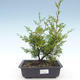 Outdoor bonsai - Juniperus chinensis Itoigawa-chiński jałowiec VB2019-26982 - 1/2