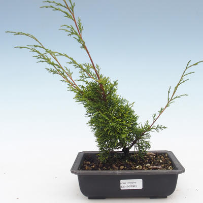 Outdoor bonsai - Juniperus chinensis Itoigawa-chiński jałowiec VB2019-26983 - 1