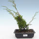Outdoor bonsai - Juniperus chinensis Itoigawa-chiński jałowiec VB2019-26983 - 1/2