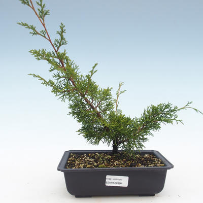 Outdoor bonsai - Juniperus chinensis Itoigawa-chiński jałowiec VB2019-26984 - 1