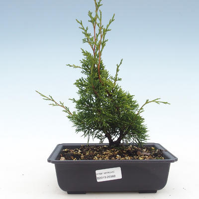 Outdoor bonsai - Juniperus chinensis Itoigawa-chiński jałowiec VB2019-26988 - 1
