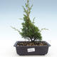 Outdoor bonsai - Juniperus chinensis Itoigawa-chiński jałowiec VB2019-26988 - 1/2