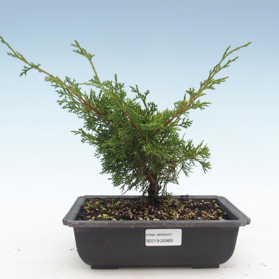 Outdoor bonsai - Juniperus chinensis Itoigawa-chiński jałowiec VB2019-26989 - 1