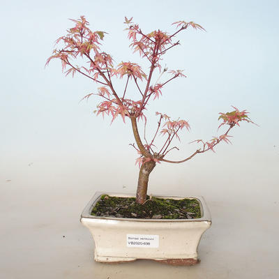 Outdoor bonsai - Acer palmatum Butterfly VB2020-698 - 1