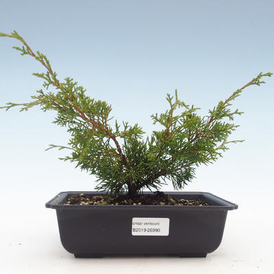 Outdoor bonsai - Juniperus chinensis Itoigawa-chiński jałowiec VB2019-26990 - 1