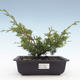 Outdoor bonsai - Juniperus chinensis Itoigawa-chiński jałowiec VB2019-26990 - 1/2