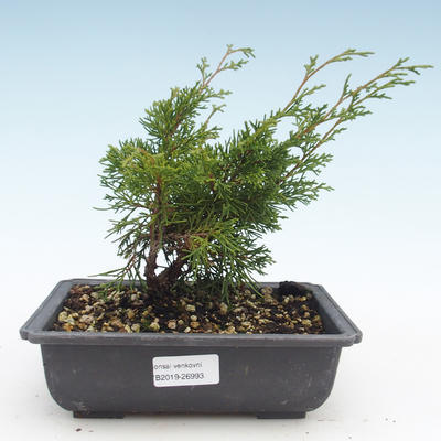 Outdoor bonsai - Juniperus chinensis Itoigawa-chiński jałowiec VB2019-26993 - 1