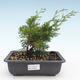 Outdoor bonsai - Juniperus chinensis Itoigawa-chiński jałowiec VB2019-26993 - 1/2