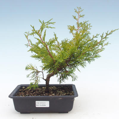 Outdoor bonsai - Juniperus chinensis Itoigawa-chiński jałowiec VB2019-26994 - 1