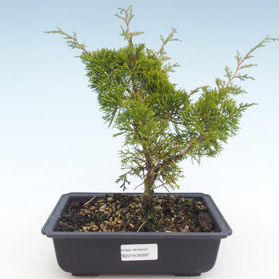 Outdoor bonsai - Juniperus chinensis Itoigawa-chiński jałowiec VB2019-26997 - 1