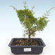 Outdoor bonsai - Juniperus chinensis Itoigawa-chiński jałowiec VB2019-26997 - 1/2