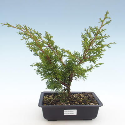 Outdoor bonsai - Juniperus chinensis Itoigawa-chiński jałowiec VB2019-26998 - 1