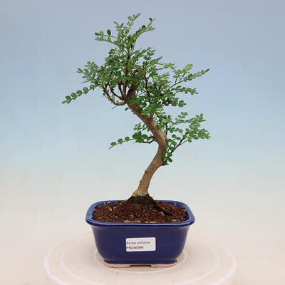 Kryty bonsai - Zantoxylum piperitum - Peppercorn - 1