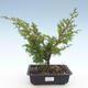 Outdoor bonsai - Juniperus chinensis Itoigawa-chiński jałowiec VB2019-26998 - 1/2