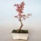 Outdoor bonsai - Acer palmatum Butterfly VB2020-702 - 1/2