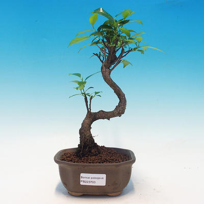Pokój bonsai - Ficus retusa - ficus malolistý - 1
