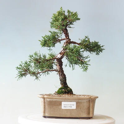 Outdoor bonsai - Pinus parviflora - Sosna biała - 1