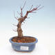 Outdoor bonsai - Klon palmatum DESHOJO - Klon japoński - 1/6