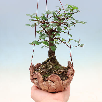 Kokedama w ceramice - Ulmus parvifolia - wiąz drobnolistny - 1