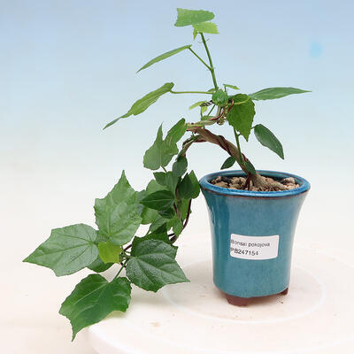 Bonsai do wnętrz - Malvaviscus arboreus - drzewiasty hibiskus - 1