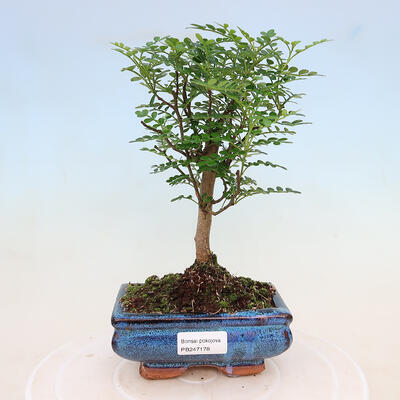 Bonsai do wnętrz - Zantoxylum piperitum - drzewko pieprzowe - 1