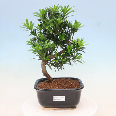 Bonsai do wnętrz - Podocarpus - Cis kamienny - 1