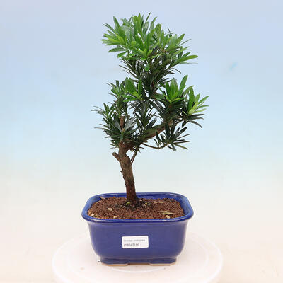 Bonsai do wnętrz - Podocarpus - Cis kamienny - 1