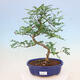 Kryty bonsai - Zantoxylum piperitum - Drzewo pieprzowe - 1/4