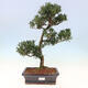 Kryty bonsai - Podocarpus - Kamienny tys - 1/7