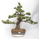 Outdoor bonsai - Pinus parviflora - Sosna biała - 1/5
