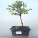 Outdoor bonsai Pámelník - symphoricarpos chenaultii hancock VB2020-722 - 1/2