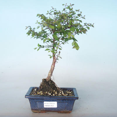 Outdoor bonsai Pámelník - symphoricarpos chenaultii hancock VB2020-723 - 1