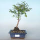 Outdoor bonsai Pámelník - symphoricarpos chenaultii hancock VB2020-723 - 1/2