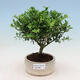 Kryty bonsai - Ilex crenata - Holly - 1/2
