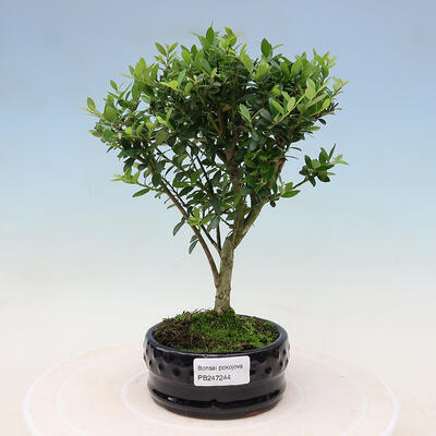 Kryty bonsai - Ilex crenata - Holly - 1