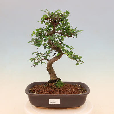 Bonsai do wnętrz - Ulmus parvifolia - Wiąz drobnolistny - 1