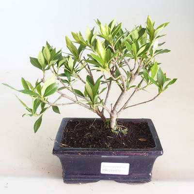Kryty bonsai - Gardenia jasminoides-Gardenia PB2201172 - 1