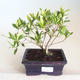 Kryty bonsai - Gardenia jasminoides-Gardenia PB2201172 - 1/2