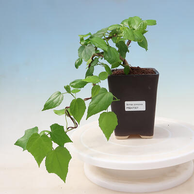 Bonsai do wnętrz - Malvaviscus arboreus - drzewiasty hibiskus - 1