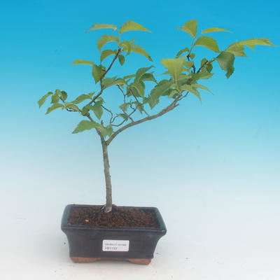 Outdoor bonsai -Ulmus glabra - Wiąz górski