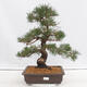 Bonsai ogrodowe - Pinus thunbergii - Sosna Thunberg - 1/5