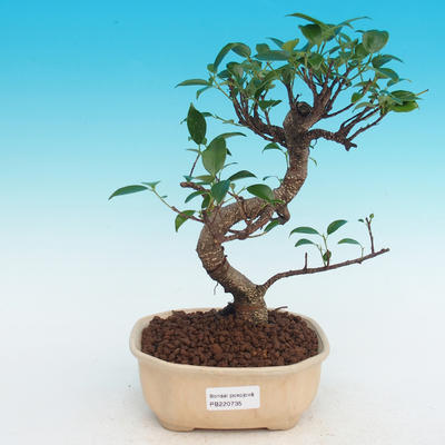 bonsai Room - kimmen Ficus - malolistý ficus - 1