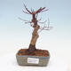 Outdoor bonsai - Klon palmatum DESHOJO - Klon japoński - 1/6