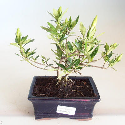Kryty bonsai - Gardenia jasminoides-Gardenia PB2201173 - 1