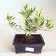 Kryty bonsai - Gardenia jasminoides-Gardenia PB2201173 - 1/2