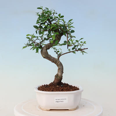 Kryty bonsai - Ulmus parvifolia - Wiąz drobnolistny - 1