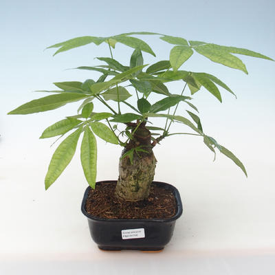 Kryty bonsai - woda Pachira PB2191746