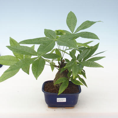 Kryty bonsai - woda Pachira PB2191747