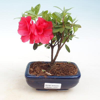 Outdoor bonsai - Rhododendron sp. - Różowa azalia
