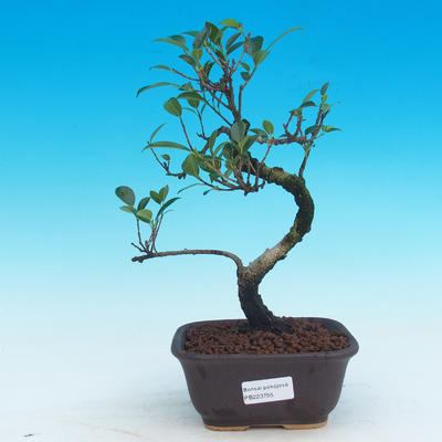 Pokój bonsai - kimono Ficus - mały ficus - 1
